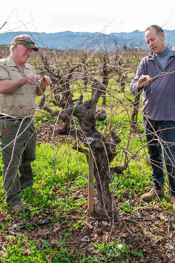 Ed Berry (left) and Jim Klein (right) discuss pruning Cabernet vines for the upcoming vintage.