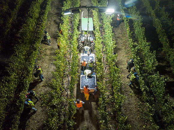 Aerial view of Navarro's tractor and lights, with four rows of vineyard being picked simultaniously.