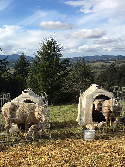 Two lambing stations with ewes and lambs.