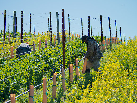 Vineyard crew doing early spring work, amidst the alternating rows of cover crop.