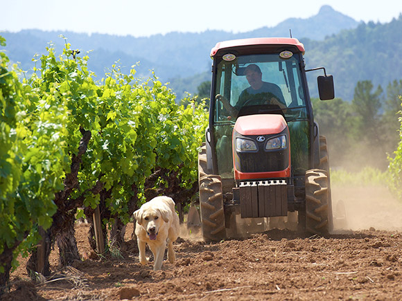Al Tollini, grape grower, driving his tractor through his vineyard with his dog, Nomor.