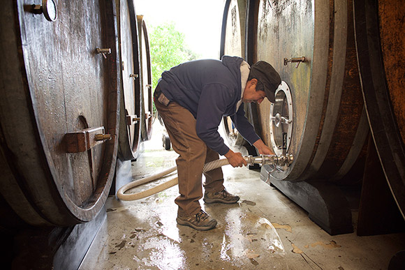 Manual, cellar master, attaching a hose to large oak cask filled with wine.