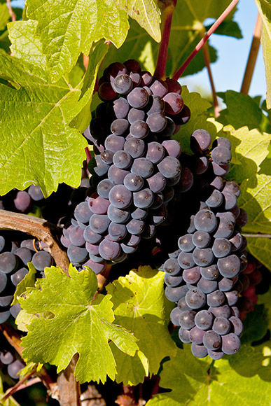Pinot Gris cluster, in a near identical color to Pinot Noir, making identification difficult.