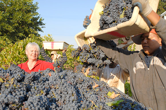 Debbie Pallini overseeing her harvest as pickers dump fruit into a gondola.