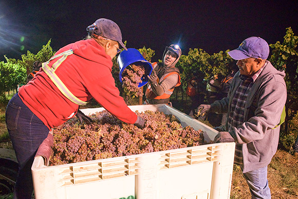 Vineyard night-harvester pouring a bucket of Gewürztraminer grapes into a bin while sorters pick out any leaves.