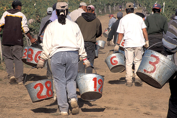 Vineyard harvest in the late ninties. Buckets with red painted numbers to tally who to pay.