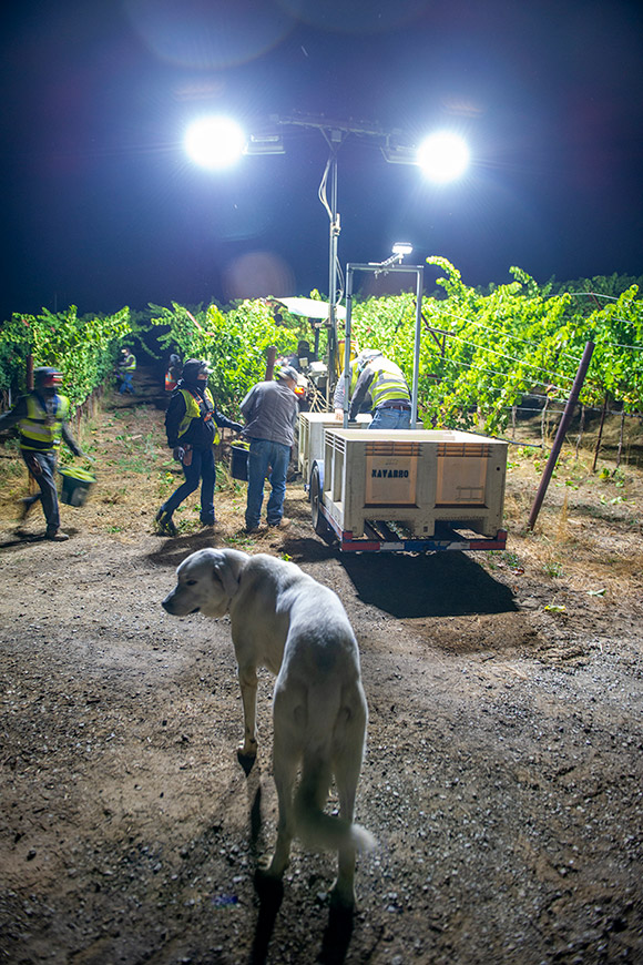 Luke, ranch guard dog watches over the night grape harvest.