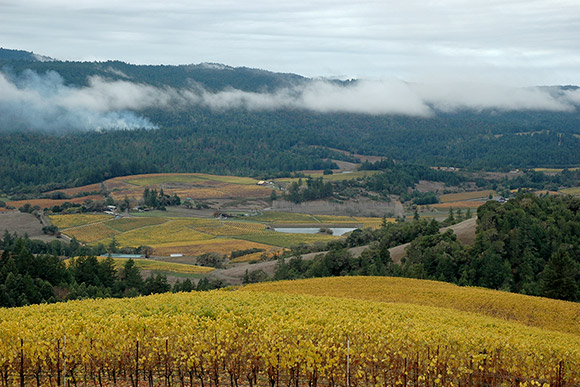 View from Navarro's Middle Ridge Pinot Gris vineyard, late in the season.
