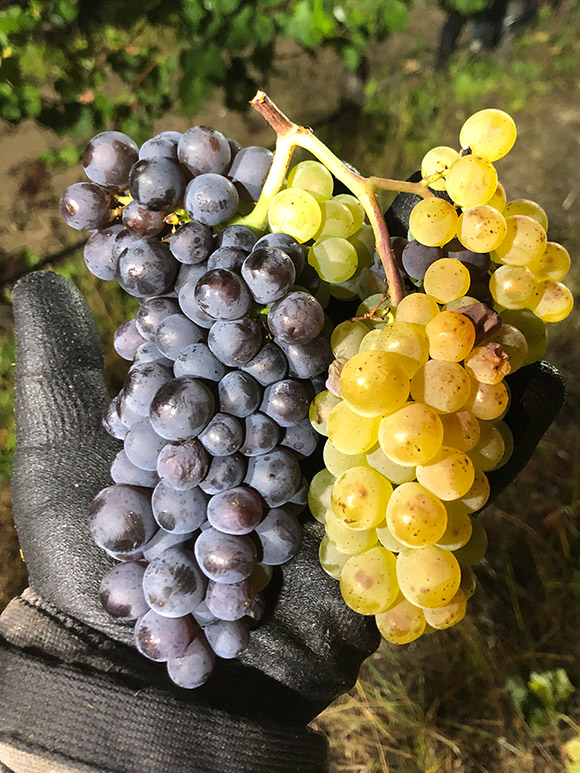 A cluster of Pinot Gris showing a genetic instability presenting in both Blanc and Gris grapes on the same cluster.