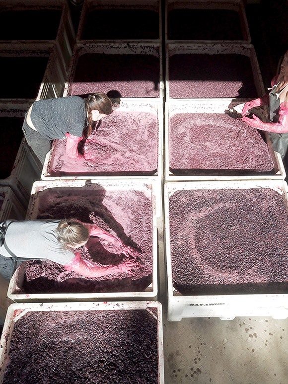 Punching down, or pigeage, the Pinot Noir must by hand.