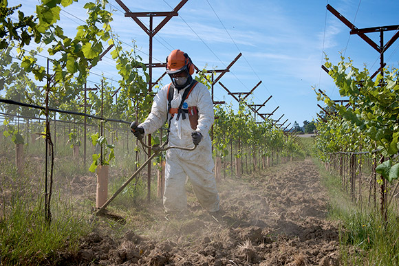 An employee carefully weed-whacking under young, three-year-old vines.