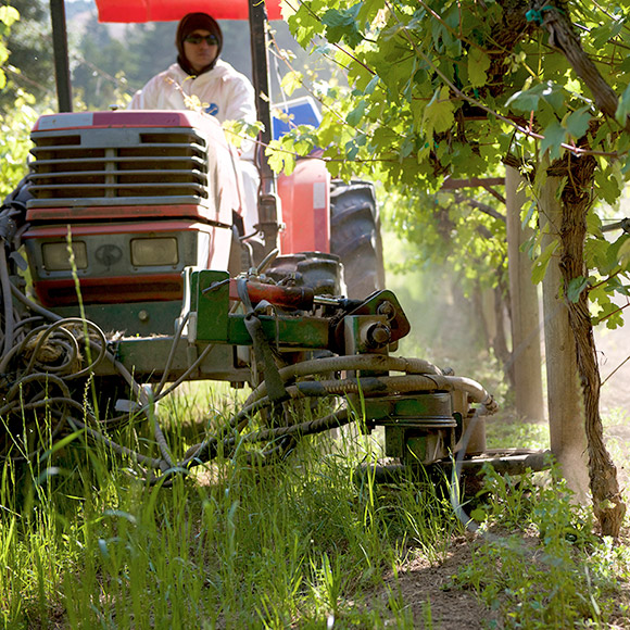 A tractor fitted with a weed cutting tool to remove weeds from under vines.