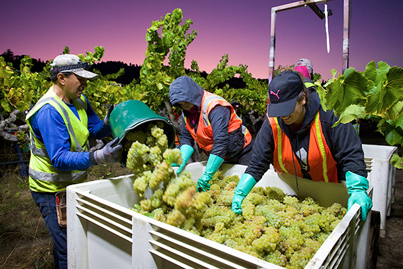 Harvesting Hammer Olsen Chardonnay at sunrise.