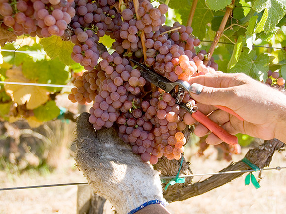 Gewürztraminer with needle-nosed shears to clip off a tightly packed cluster of grapes.