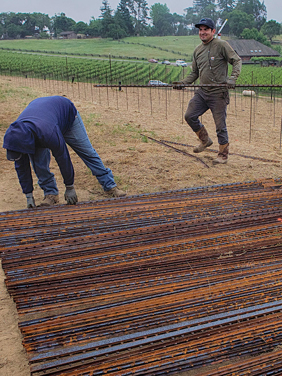 Laying out the lineposts for Navarro's Pinot Blanc vineyard with the tasting room in the background.