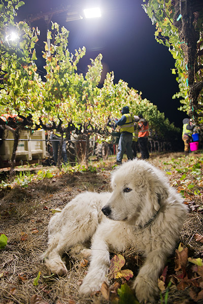 Capo, retired sheep guardian dog, watches over the night harvesting in the Pinot Noir vineyard.