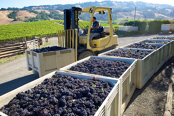 Bins of Pinot Noir lined up for the morning crush, after being picked at night. Ulises on a forklift.
