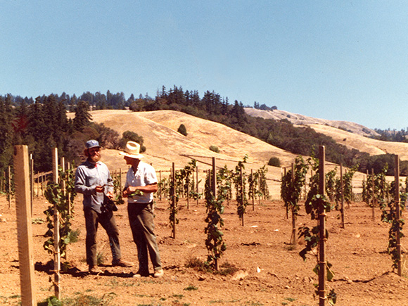 1977 photo of young vines at Valley Foothills.