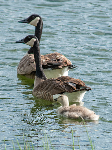 Wild geese with gosling.