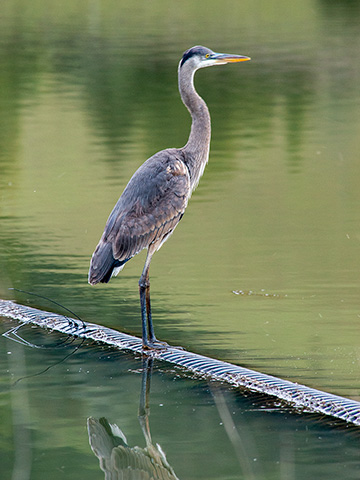Heron perched over the water.