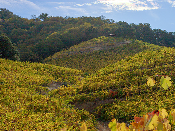 Rattlesnake Canyon at Berry Vineyard