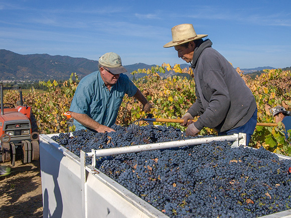 Ed Berry working the gondola with grapes.