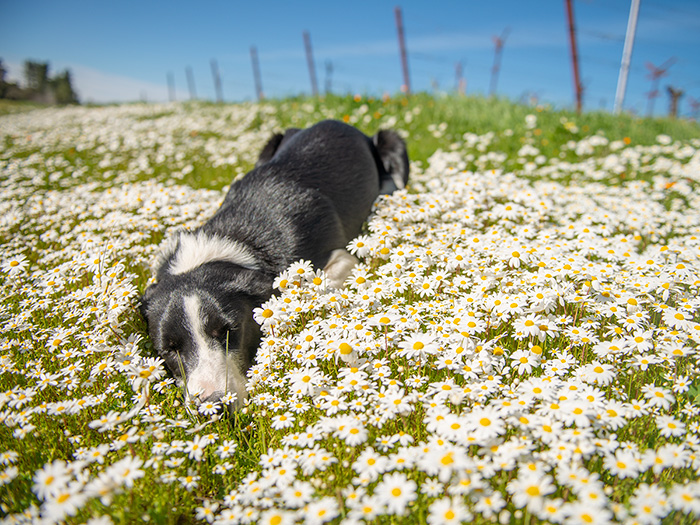 Queue, a young sheepdog in training, hiding in the chamomile.