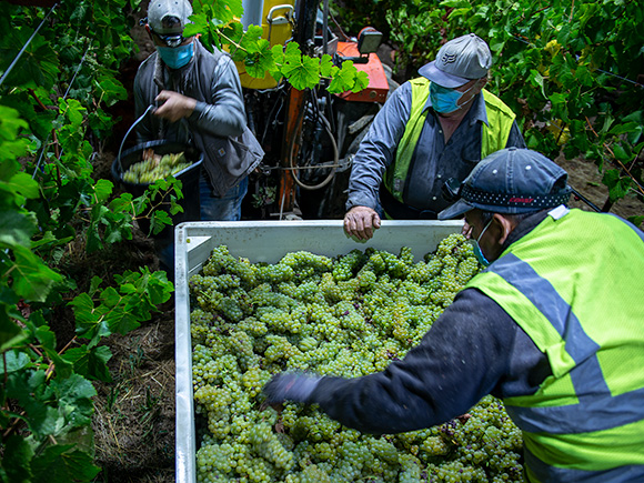 Night harvesting Campsite vineyard into macro bins.