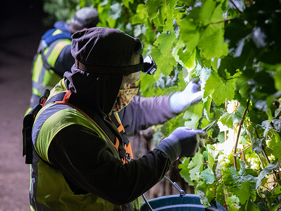 Night harvesting Campsite vineyard by headlamp.