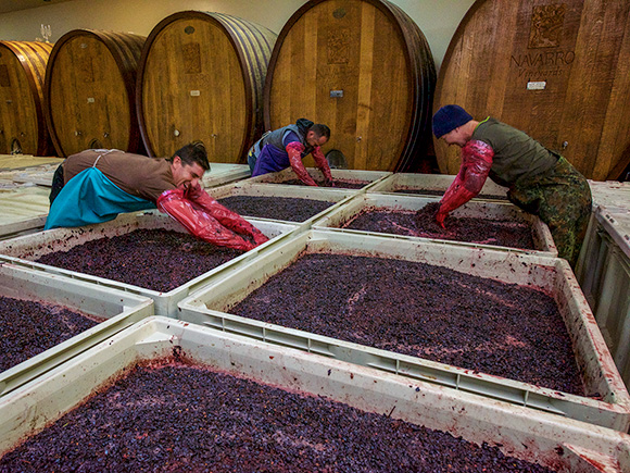 Sarah, Carlos and Alfredo punching down Pinot in the cellar.