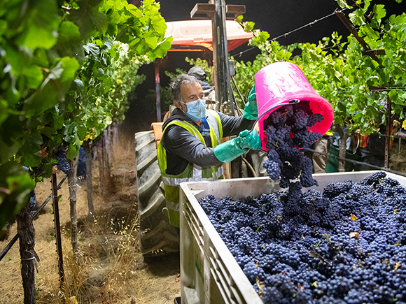 Pinot Noir grapes being harvested.