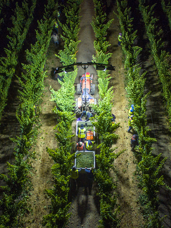 Aerial view of night harvesting, a tractor with floodlights.
