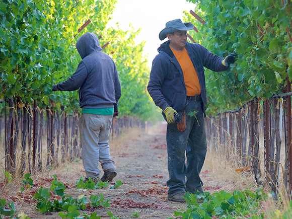 Deleafing grapevines in 2016.