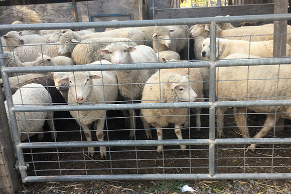 Sheep behind a fence waiting to be sheared, while a livestock guardian dog blends into the flock.