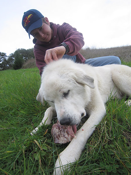 Sarah inspects a livestock guardian dog in a pasture while it is preocupied with eating a frozen steak.