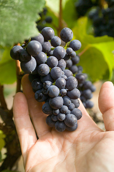 Pinot Noir cluster in an open hand.