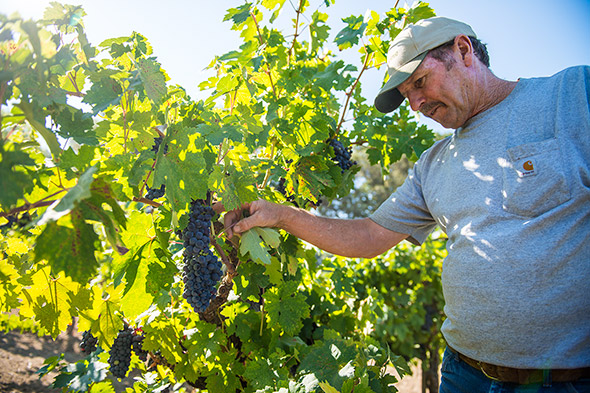 Al Tollini, grape grower, inspects his grapes.