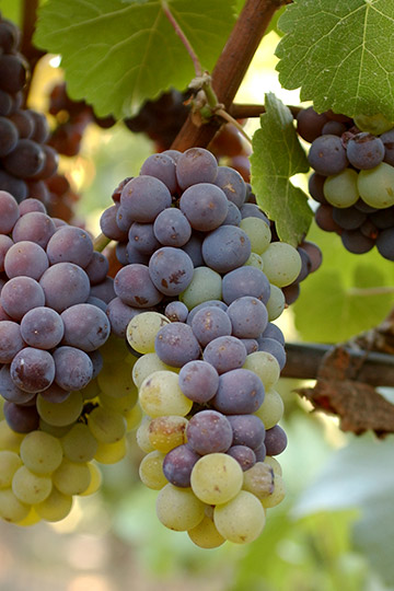 A cluster of Pinot Gris showing that sometimes a cluster with two colors of berries.