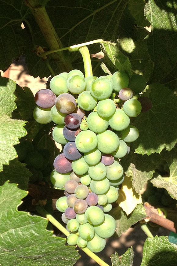 A mostly-green pinot noir cluster at the beginning of veraison.