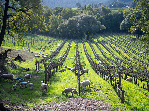 Campsite Riesling in the spring with grazing ewes and lambs.