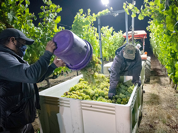 Grapes being harvested at night.