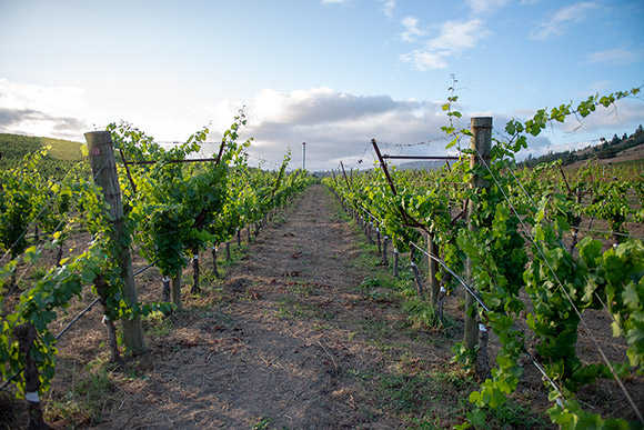 A reborn Pinot Gris vineyard.