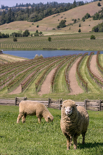 Sheep in the pasture overlooking West Hill Gewürztraminer.