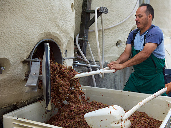 Alfredo shoveling Gewürztraminer skins into a bin for pressing.