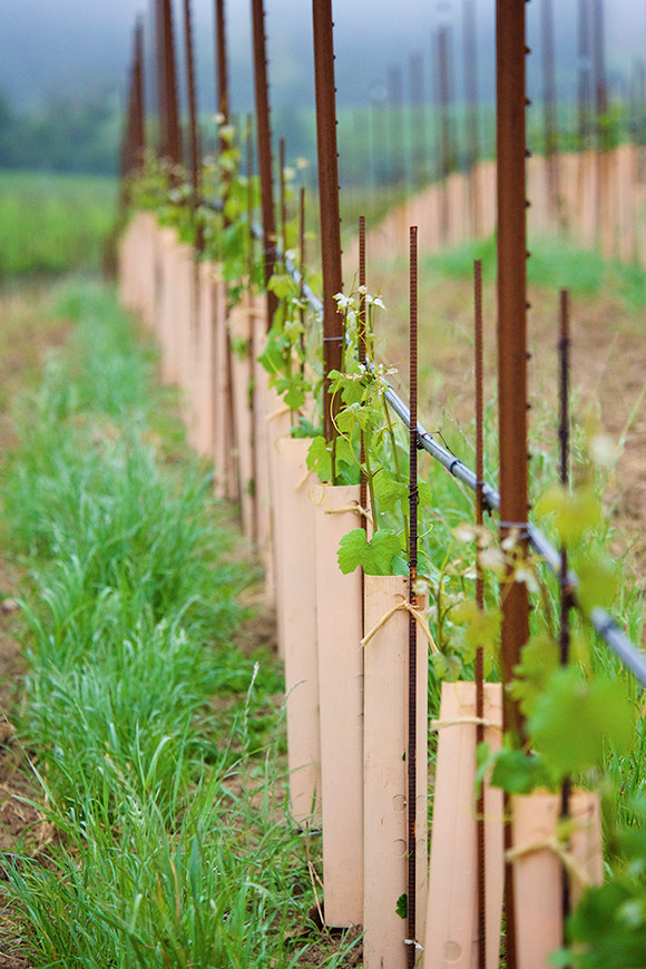 Young vines in springtime, emerging from plastic tubes.