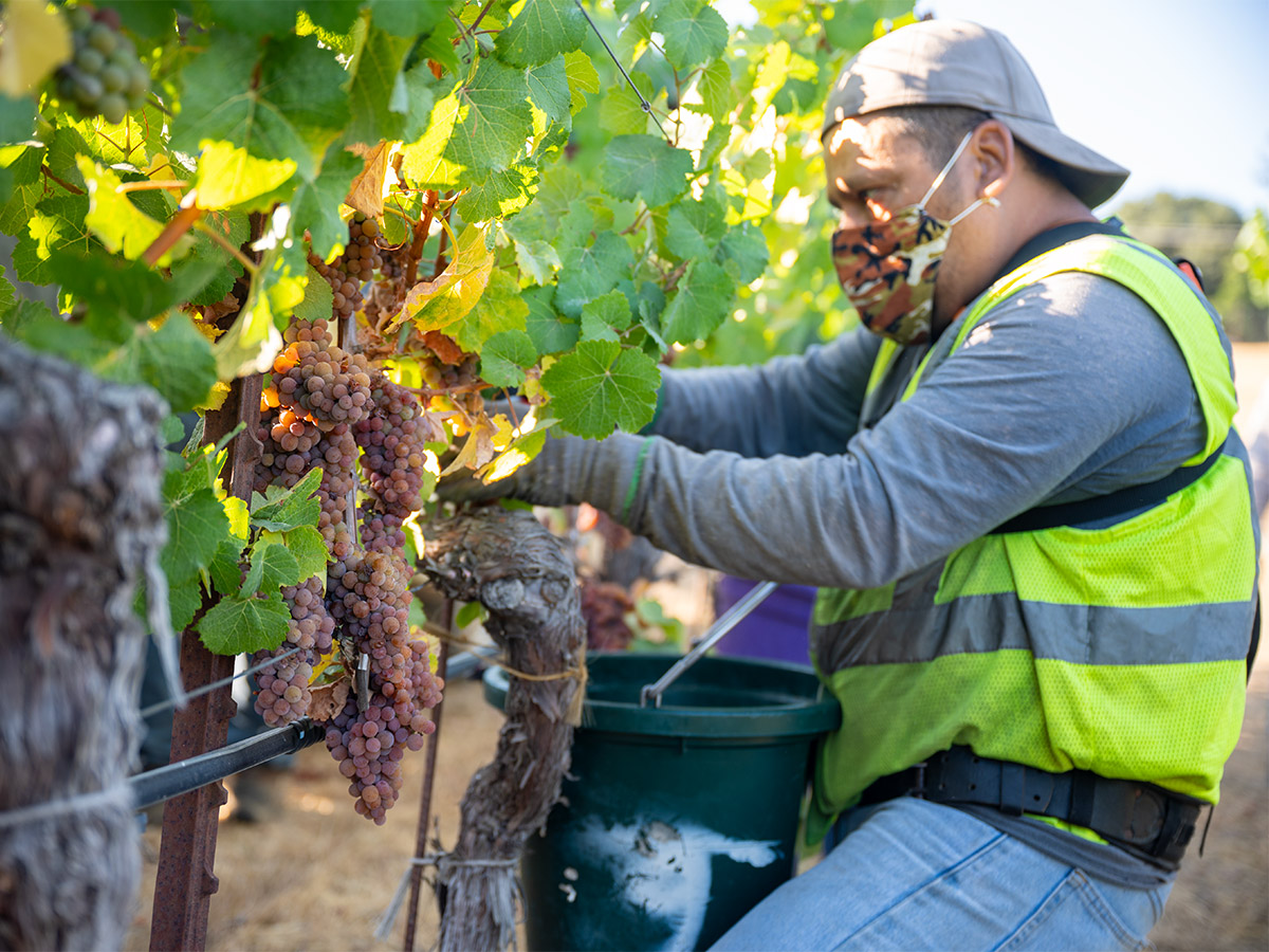 Gewürztraminer 2022 Vineyards - Navarro