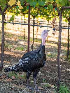 A turkey eyes eating grapes from a vine.