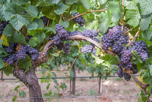 An arced cane of a Pinot Gris grapevine, with ripe fruit.