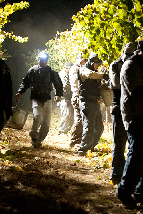 Vineyard harvest at night with headlamps and buckets.