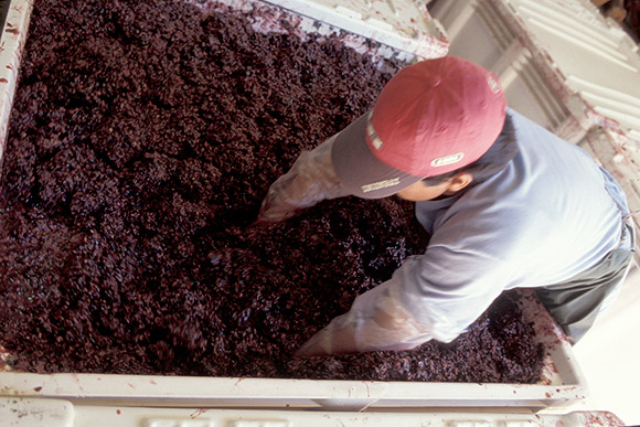 Ulises punching down pinot noir in a winery bin